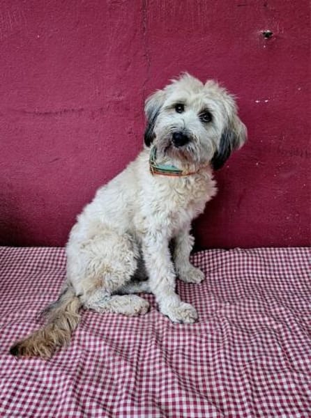 Püppi, schüchterne Hundedame, 1J 45468