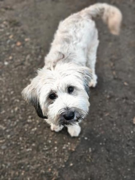 Püppi, schüchterne Hundedame, 1J 45468