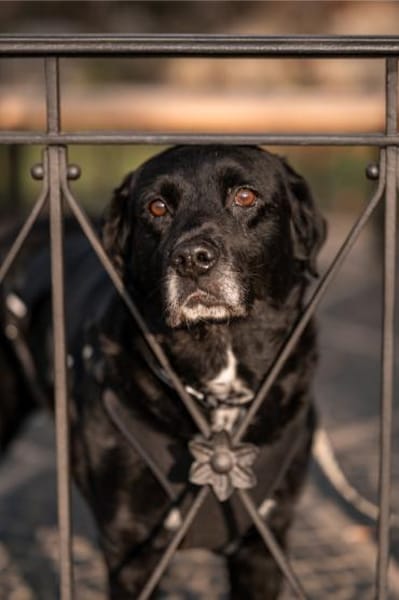 Elias, bewegungsfreudiger Begleiter, 12J
