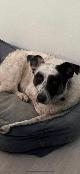 Smilla aus RO,sucht ne Pflegestell/Zuhau