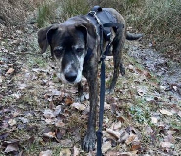 Eleana, lernwillige Hundedame, ca. 6 J