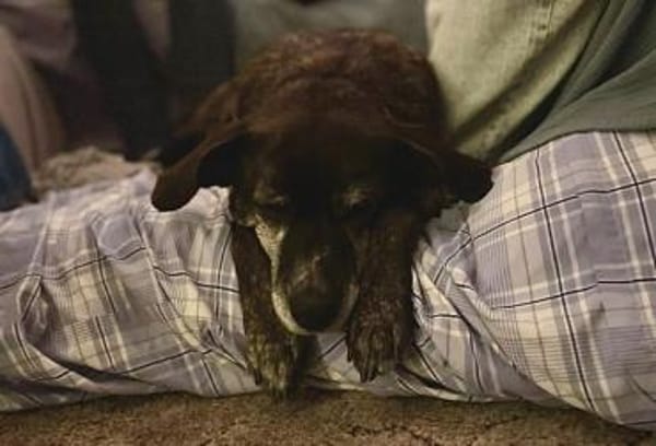 Eleana, lernwillige Hundedame, ca. 6 J