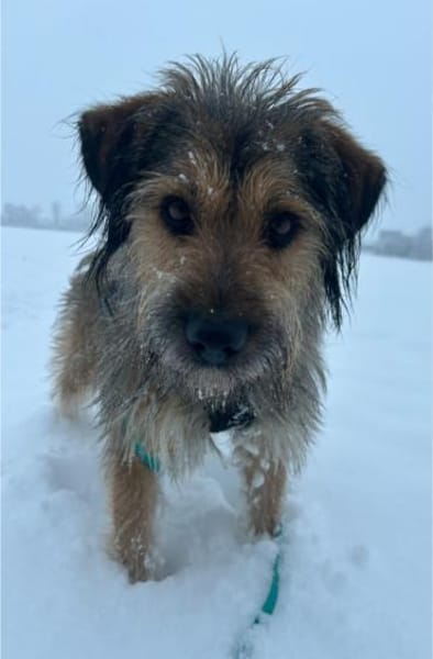 Csufi, sympathischer Hundemann, ca. 6 Ja