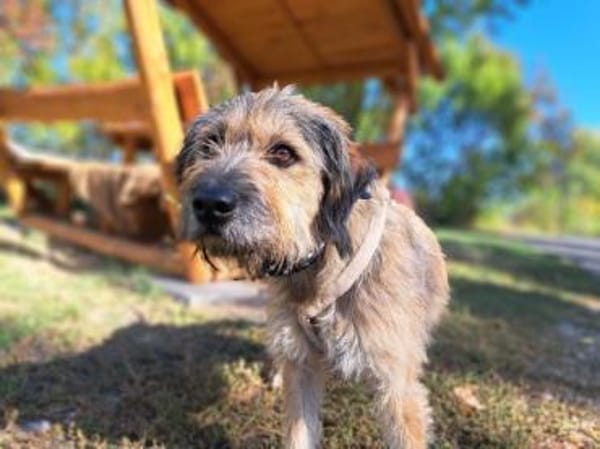 Csufi, sympathischer Hundemann, ca. 6 Ja