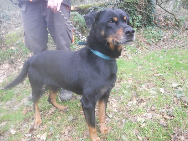 PUNKY FAMILLE D'ACCUEIL