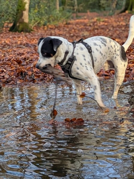 Vador l'adorable petit guerrier tripatte