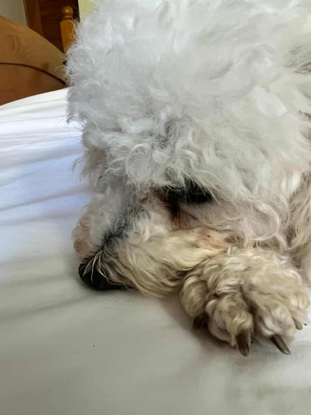 Téquila un amour de louloute