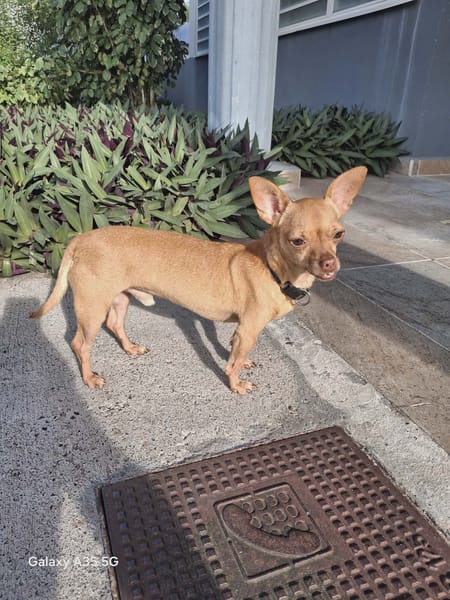 COCO, le pinscher