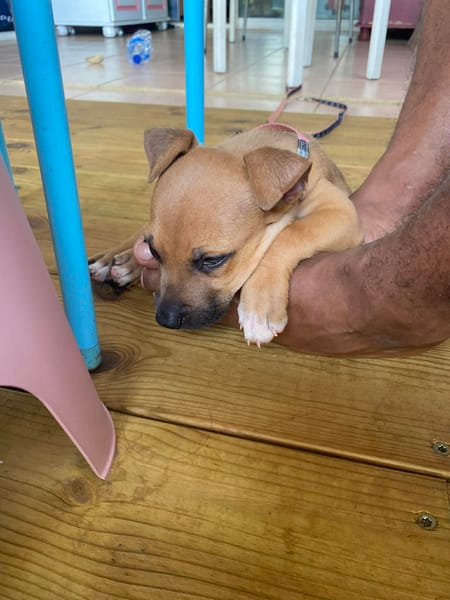 NUSTY le bout de chou