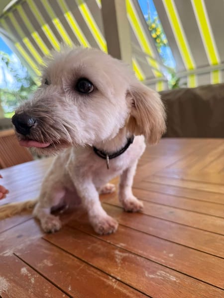 Saga, je suis douce et joyeuse