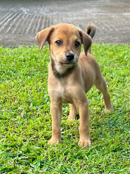 Loki, spécialité : bisous