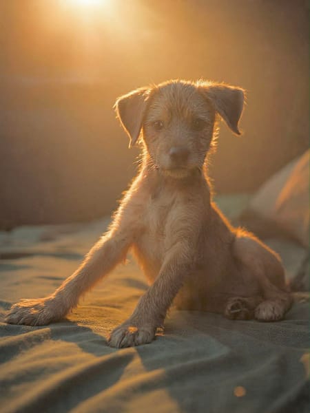 Noisette, et son triste passé