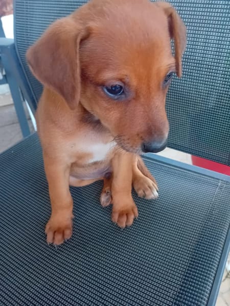 🐾 À L’ADOPTION – RIDER, l’aventurier au grand cœur 🐾