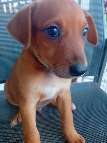 🐾 À L’ADOPTION – RIDER, l’aventurier au grand cœur 🐾