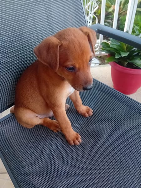 🐾 À L’ADOPTION – RIDER, l’aventurier au grand cœur 🐾