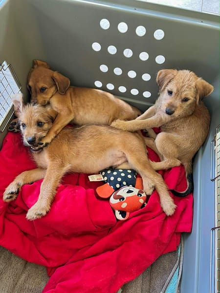 Youpi, bébé polisson