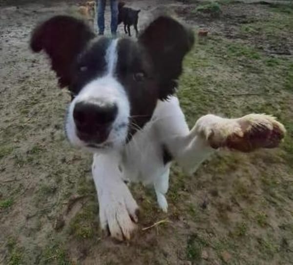 SAMMY vom Welpen zum Jundhund