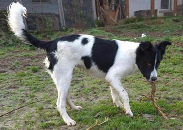 SAMMY vom Welpen zum Jundhund