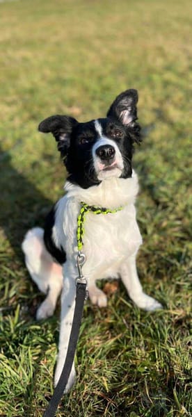 SAMMY vom Welpen zum Jundhund