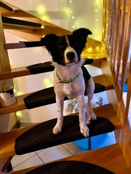 SAMMY vom Welpen zum Jundhund