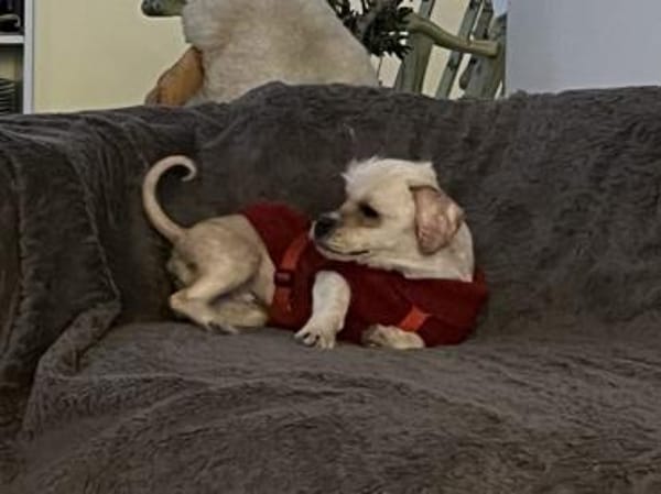 FLOCKE -kleiner Sonnenschein auf 4 Pfote