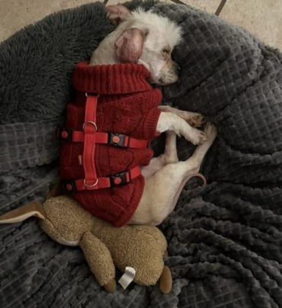 FLOCKE -kleiner Sonnenschein auf 4 Pfote