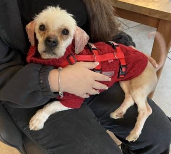 FLOCKE -kleiner Sonnenschein auf 4 Pfote