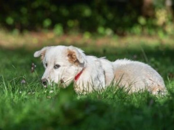 Hübscher Hundebub Poldo sucht Zuhause