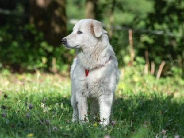 Hübscher Hundebub Poldo sucht Zuhause