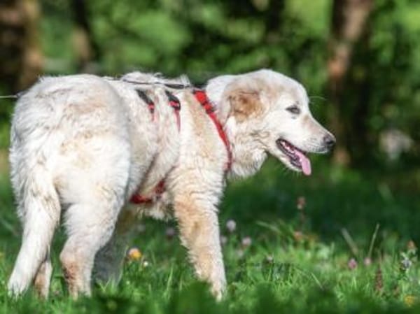 Hübscher Hundebub Poldo sucht Zuhause