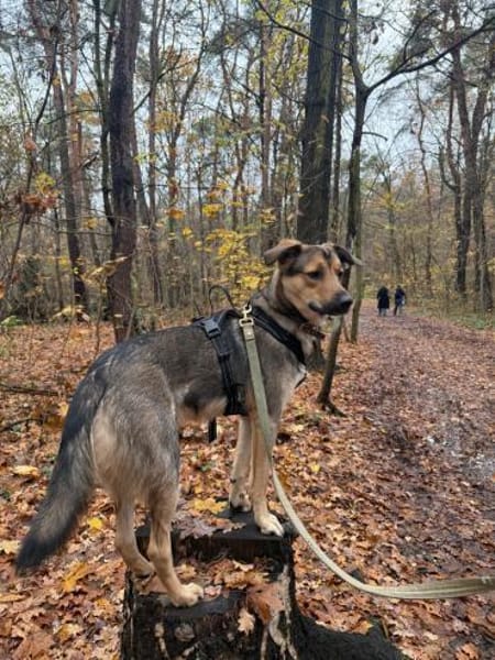 🐾 Kenzo sucht seine Menschen 🐾