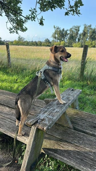 🐾 Kenzo sucht seine Menschen 🐾