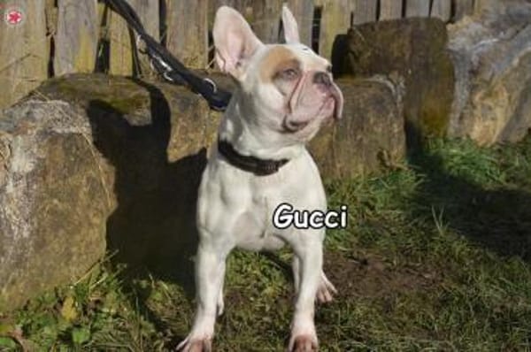 GUCCI