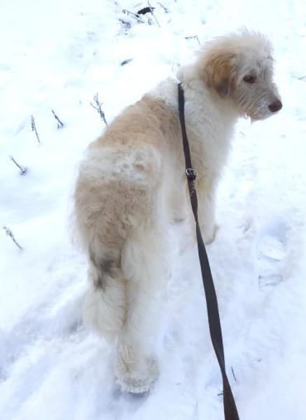 Kenobi sucht seine eigene Familie