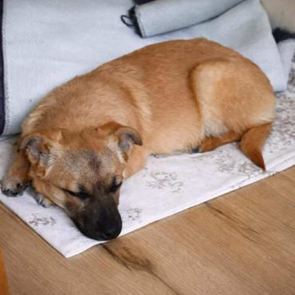 Charline - möchte dein Leben versüßen 🍀