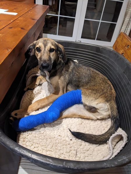 JUNO, verspielter Sonnenschein sucht