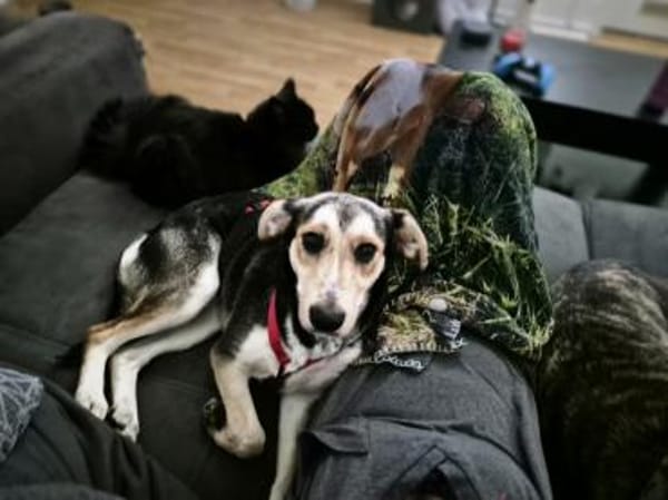 Marley - ein fröhlicher Jungrüde