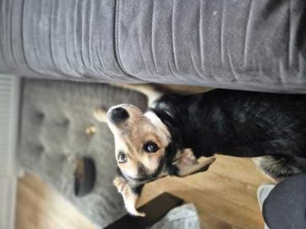 Marley - ein fröhlicher Jungrüde