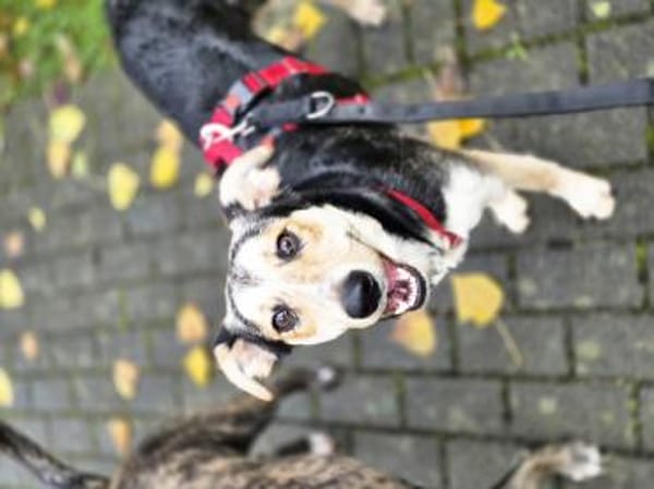 Marley - ein fröhlicher Jungrüde