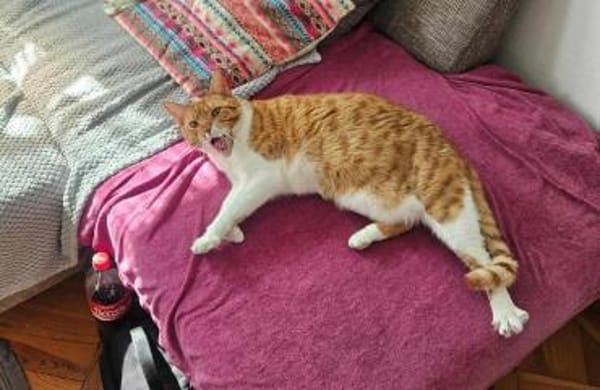 Süßer Entdecker Honey