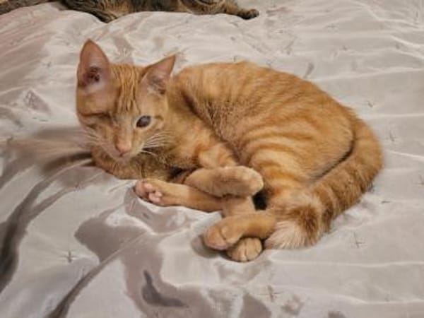 Zutraulicher Sully sucht sein Zuhause