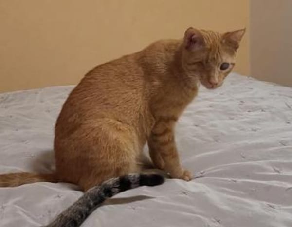 Zutraulicher Sully sucht sein Zuhause