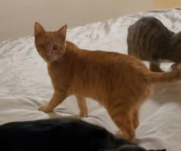 Zutraulicher Sully sucht sein Zuhause