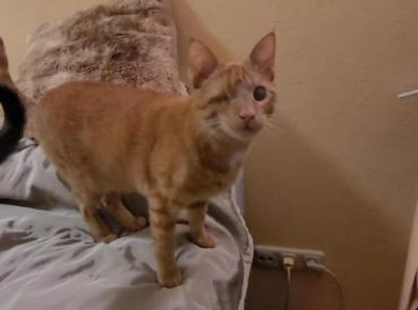 Zutraulicher Sully sucht sein Zuhause