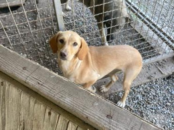 Schüchterne Sira sucht ihr Zuhause