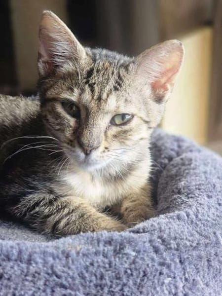 Unsere kleine Ameise Mrva