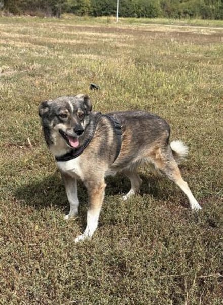 Ciui - ein echter Goldschatz