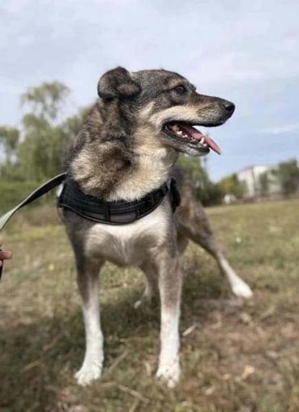 Ciui - ein echter Goldschatz