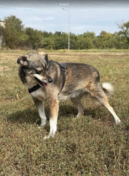 Ciui - ein echter Goldschatz