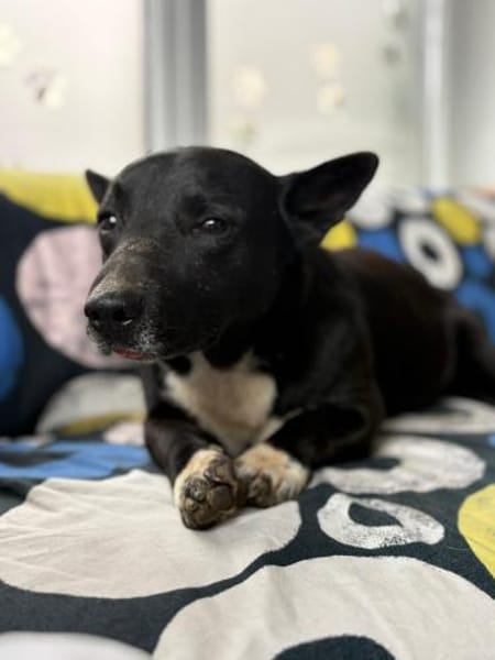 Boss - dein Kuschelpartner in Crime